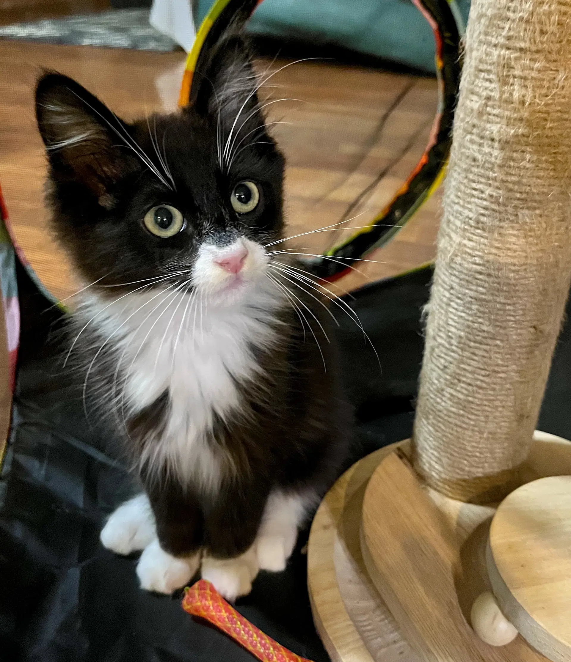 Han Solo - Bonded With Chewbacca - Domestic Medium Hair