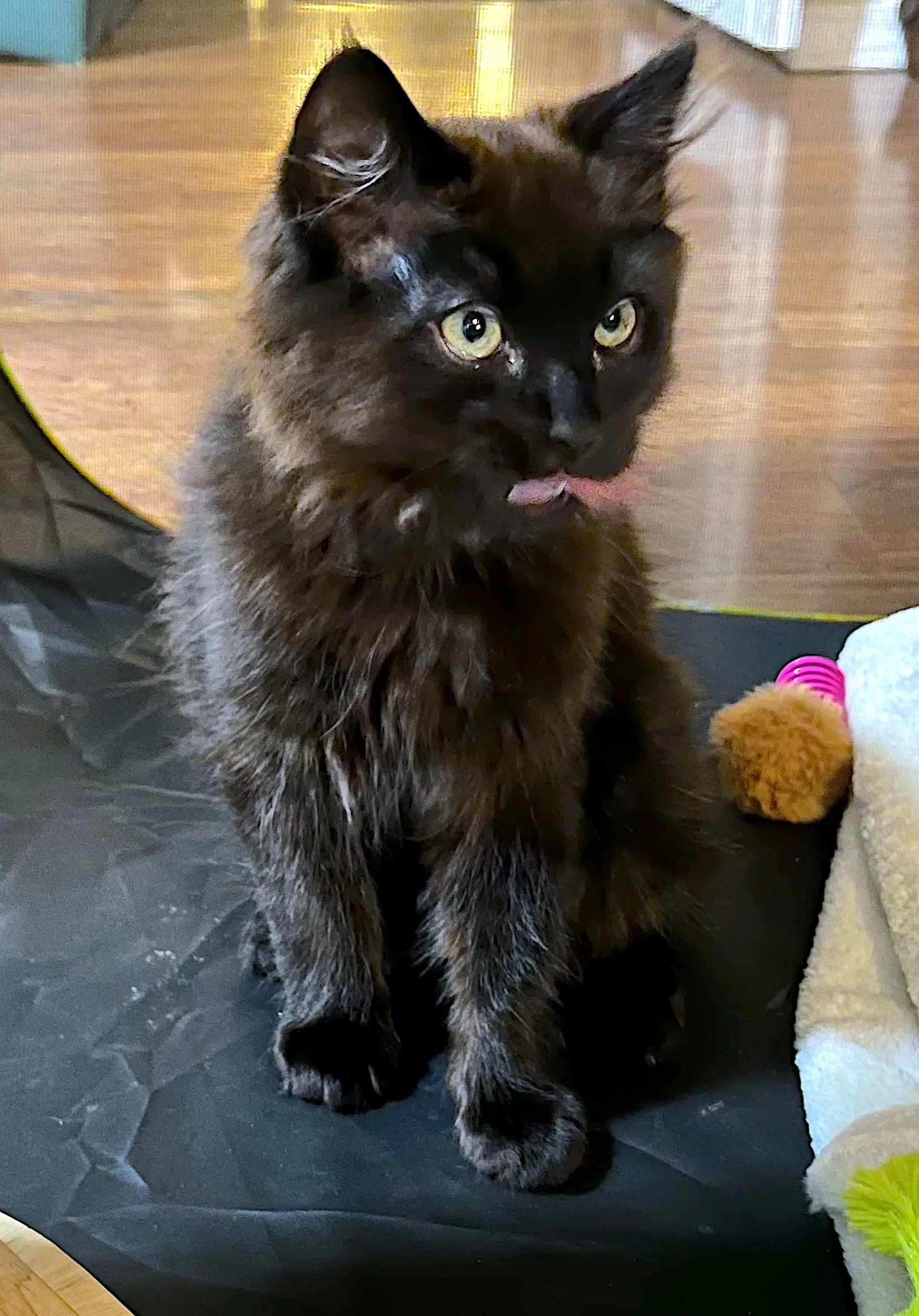 Chewbacca - Bonded With Han Solo - Domestic Long Hair