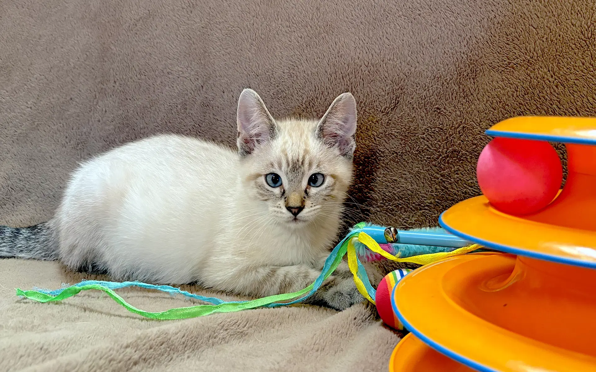 Archie - Bonded To Ziggy - Domestic Short Hair
