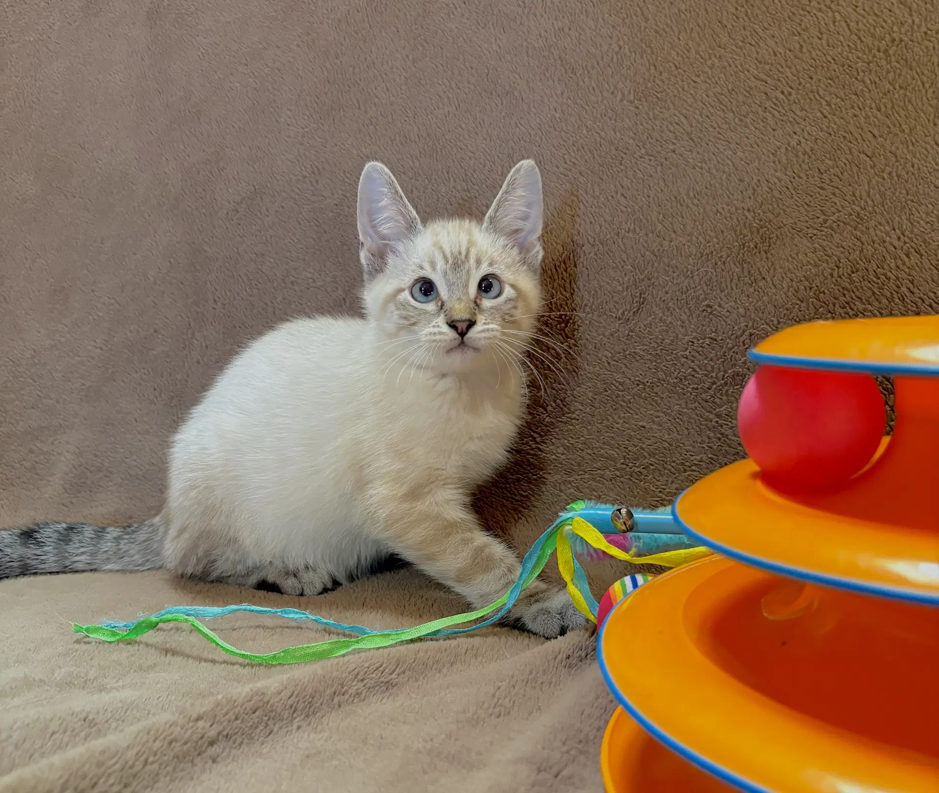 Archie - Bonded To Ziggy image 3