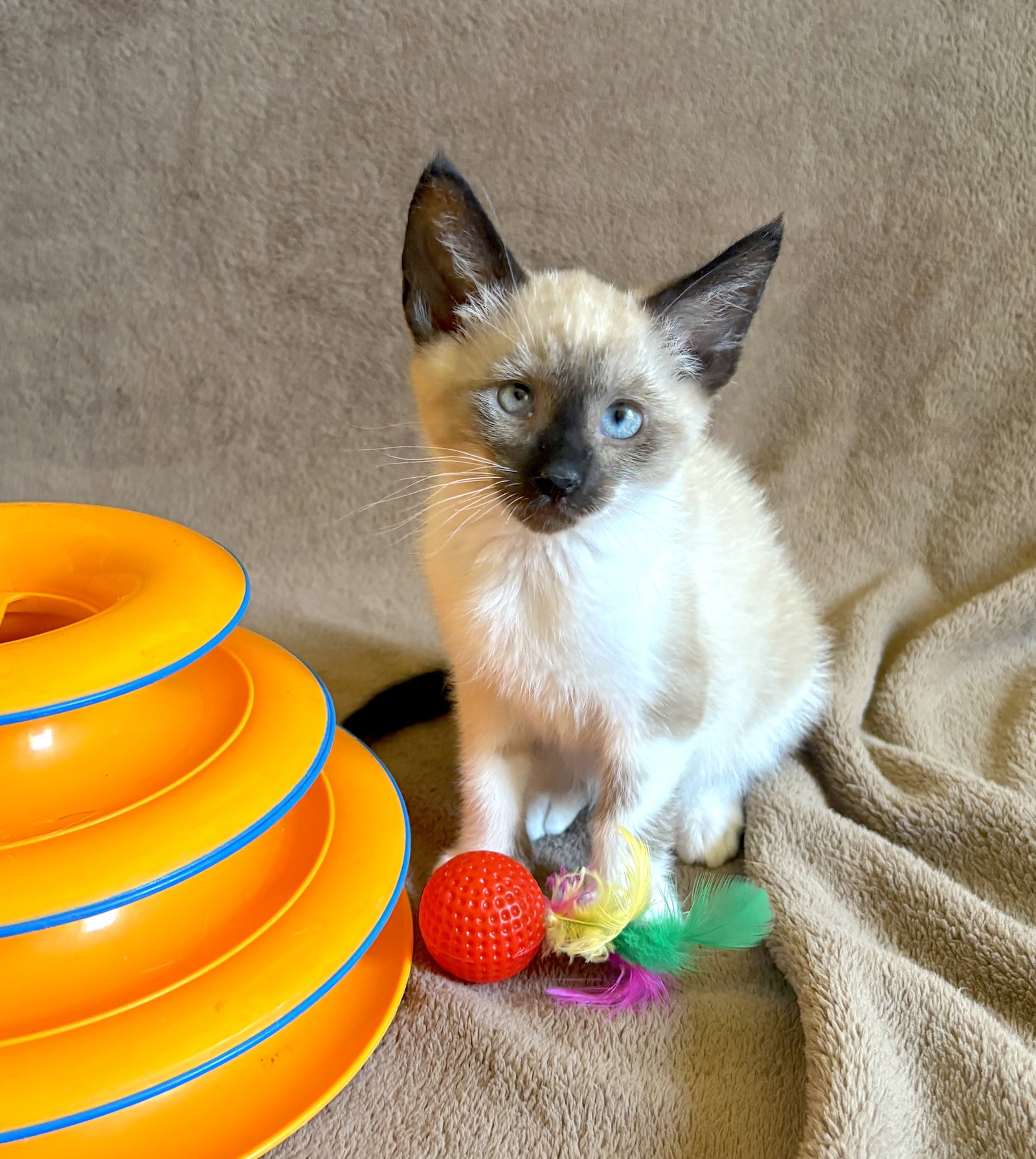 ZIGGY - Bonded with Archie, Domestic Short Hair