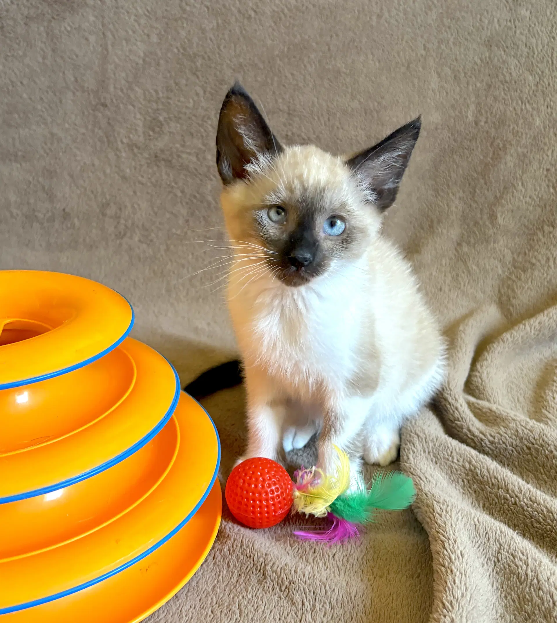 Ziggy - Bonded With Archie - Domestic Short Hair
