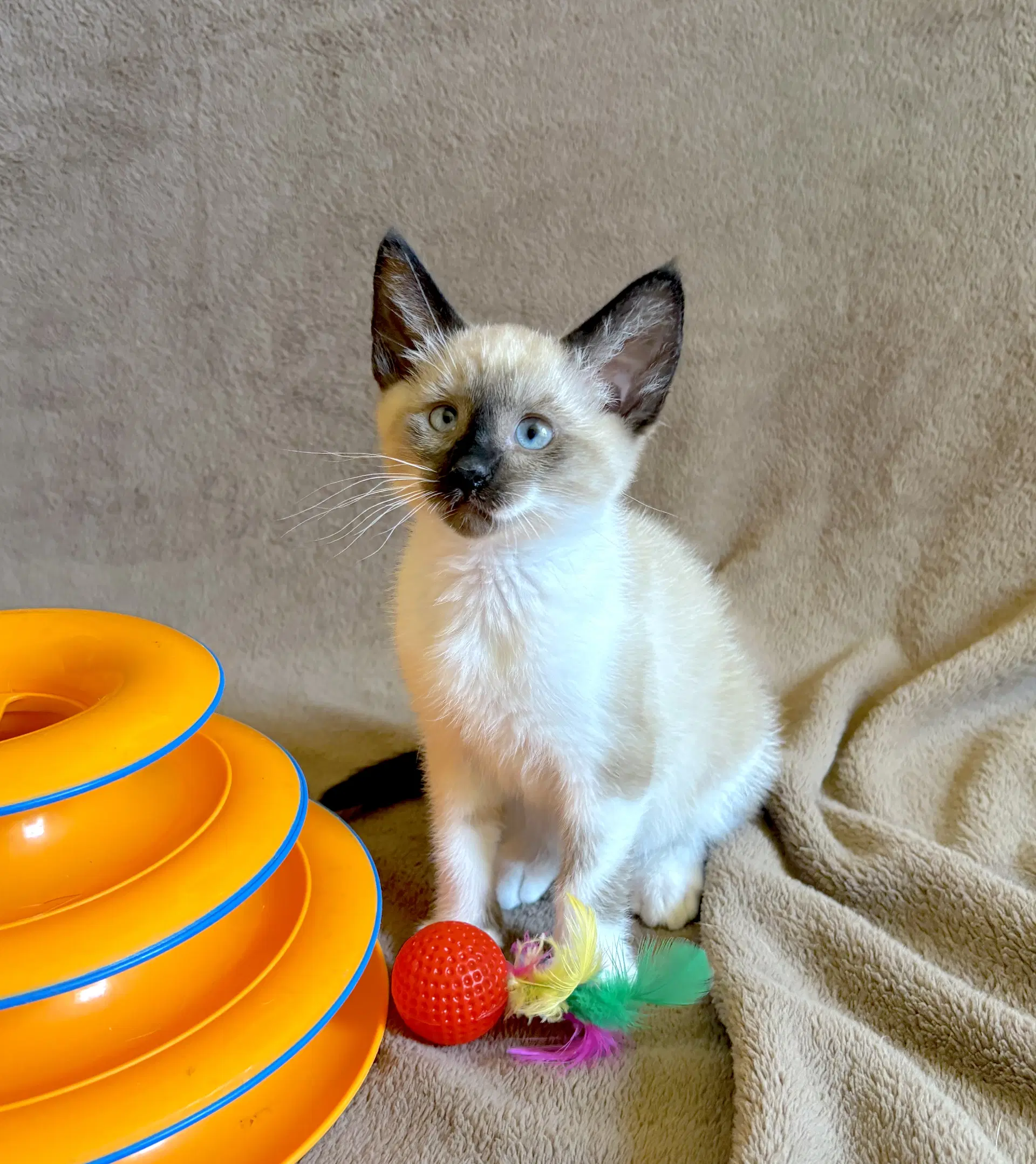 Ziggy - Bonded With Archie image 4