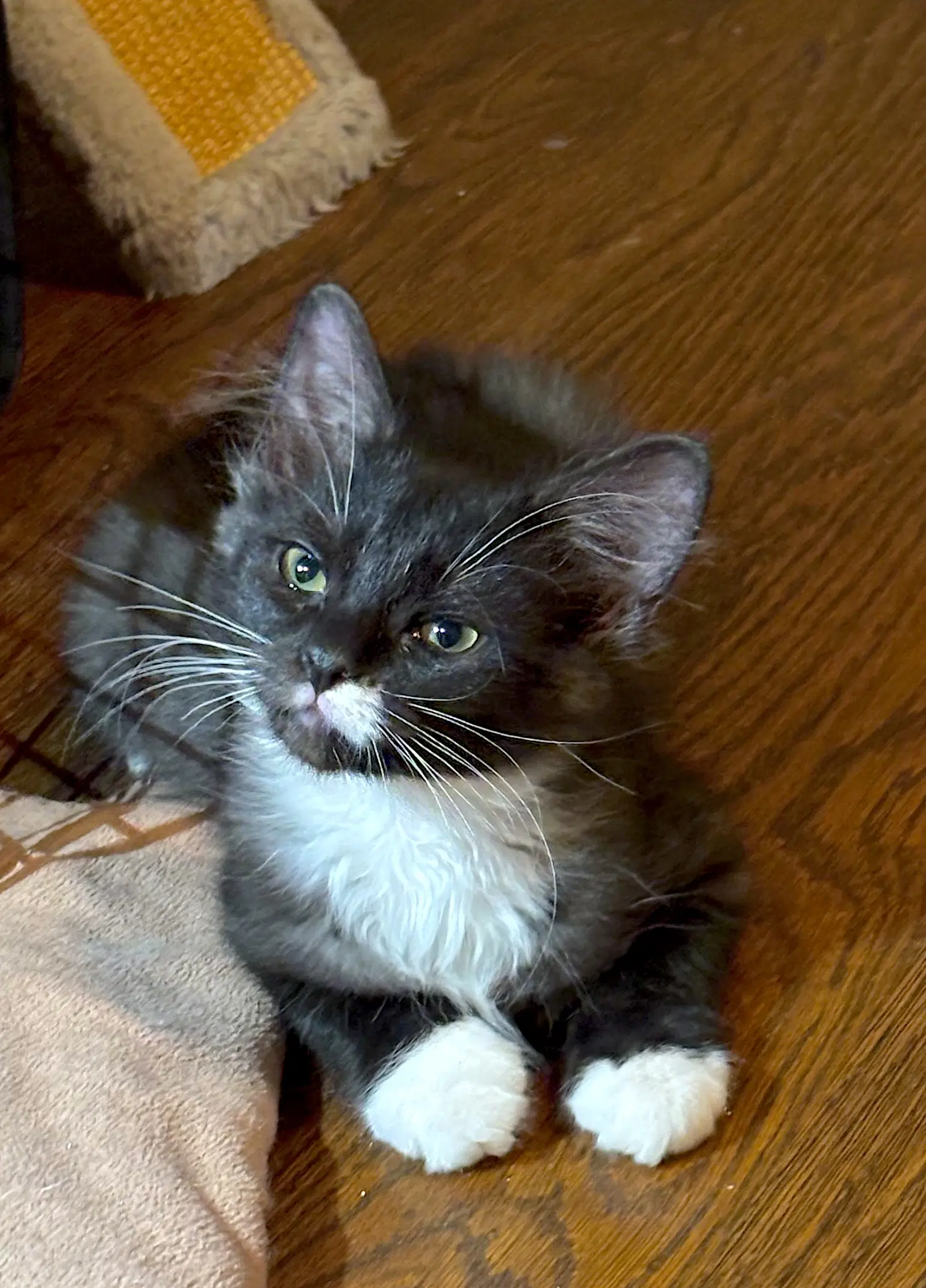 Nessa - Domestic Medium Hair