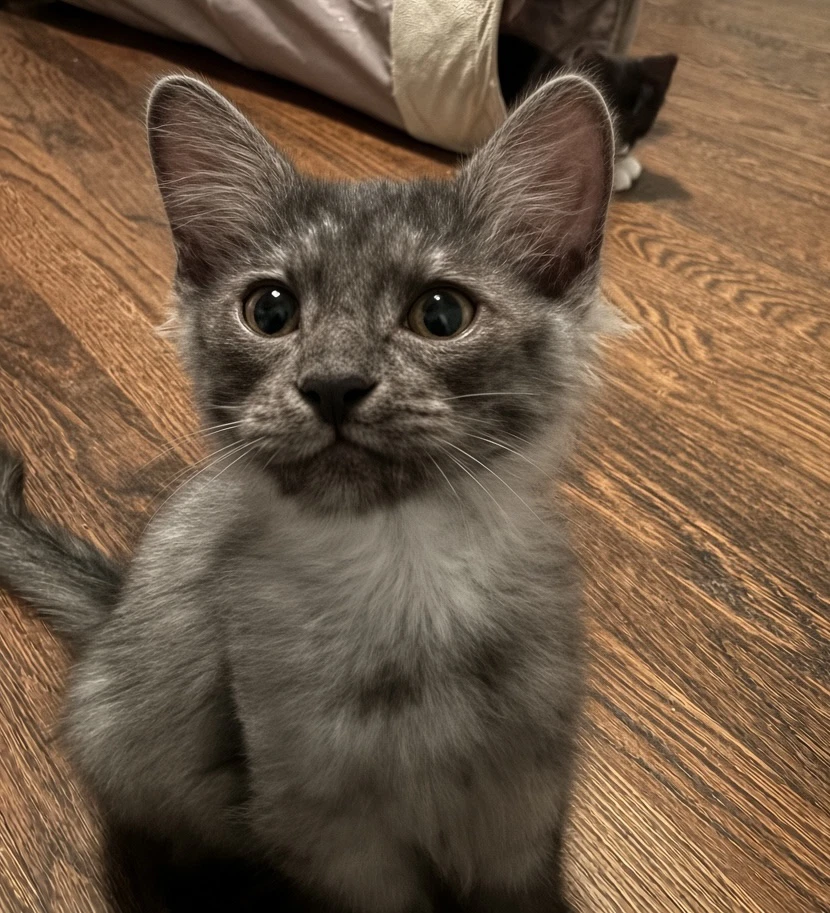 Hendrik