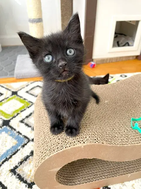 Blaze - Domestic Short Hair