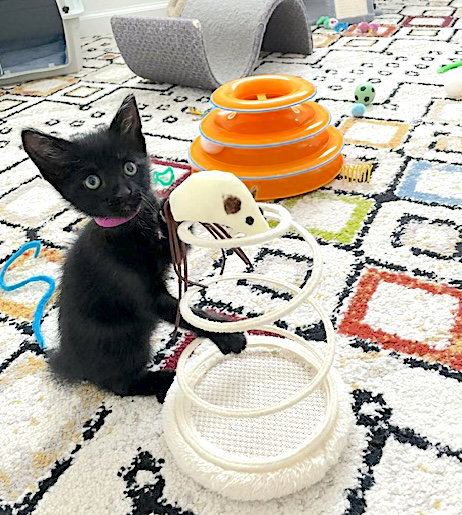 Flash, Domestic Short Hair