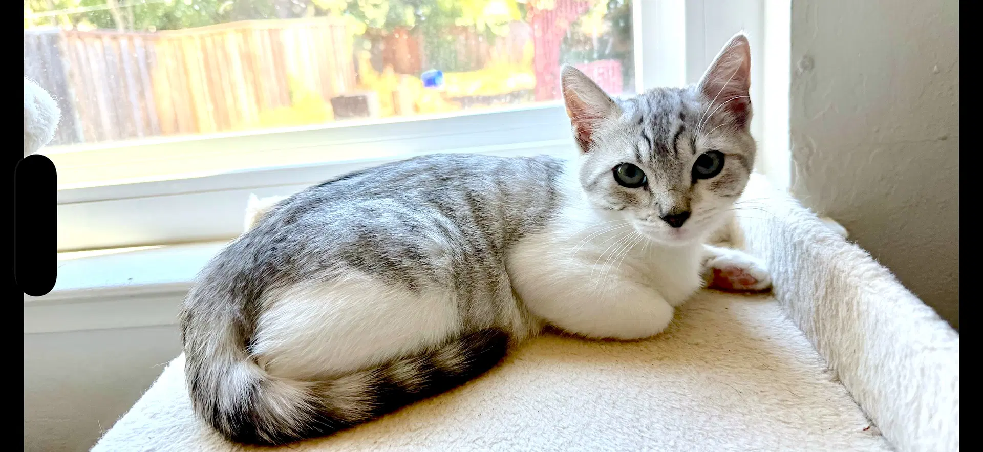 Rose - Domestic Short Hair