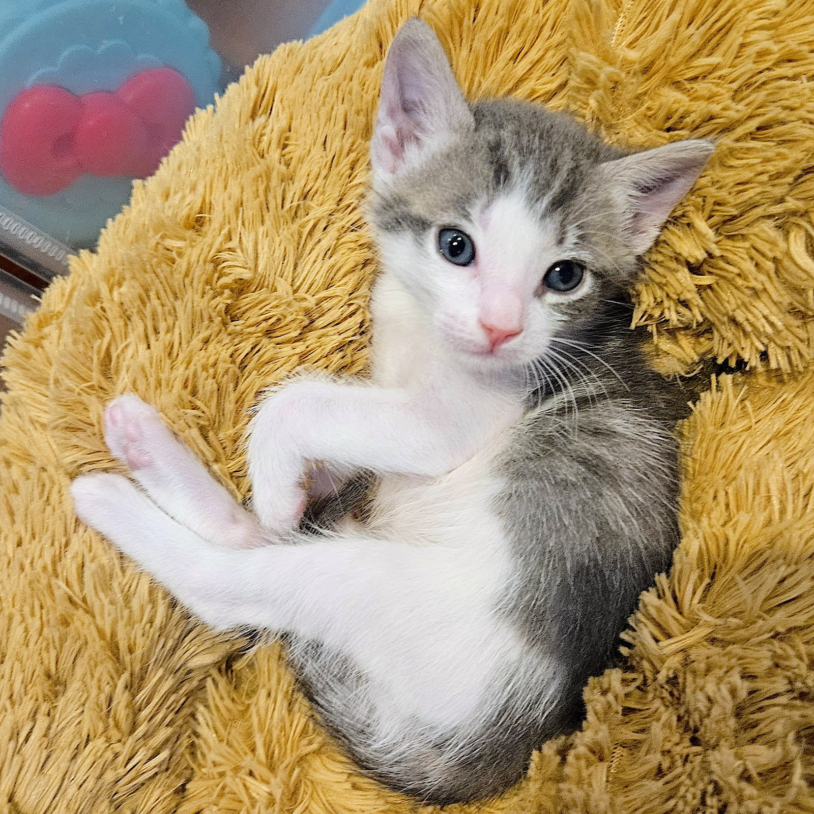 Elio, Domestic Short Hair