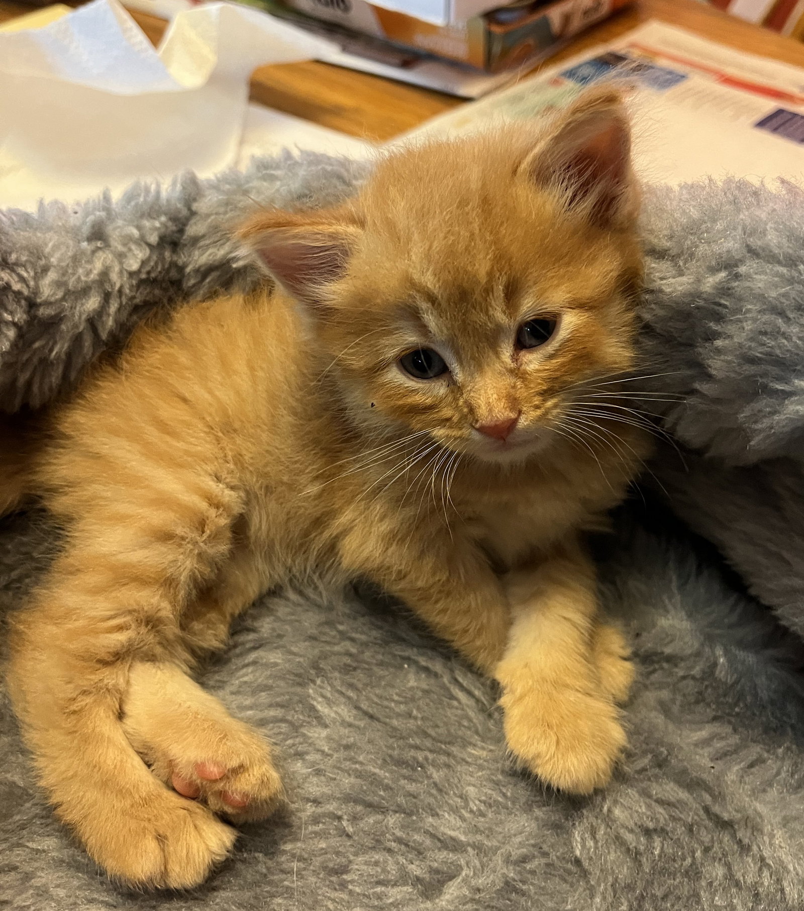 DANDY - Bonded with Sandy, photo 5