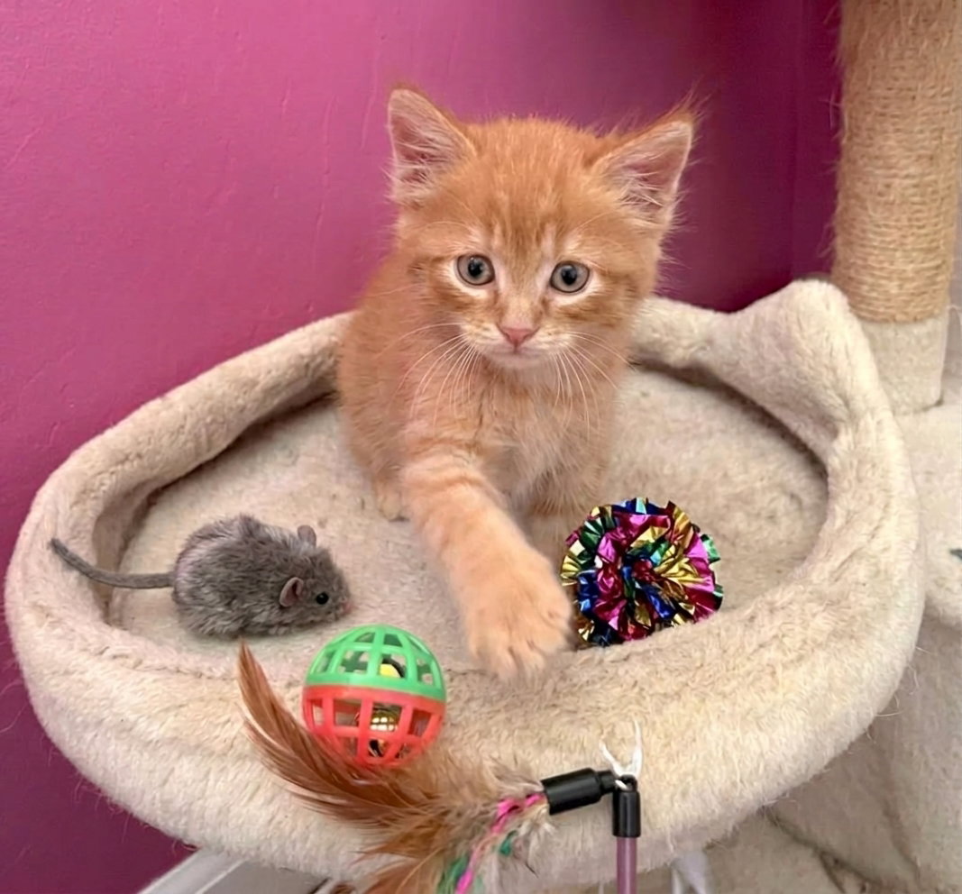 DANDY - Bonded with Sandy