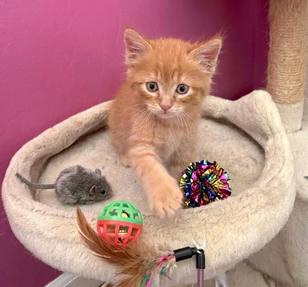 Dandy - Bonded With Sandy - Domestic Short Hair