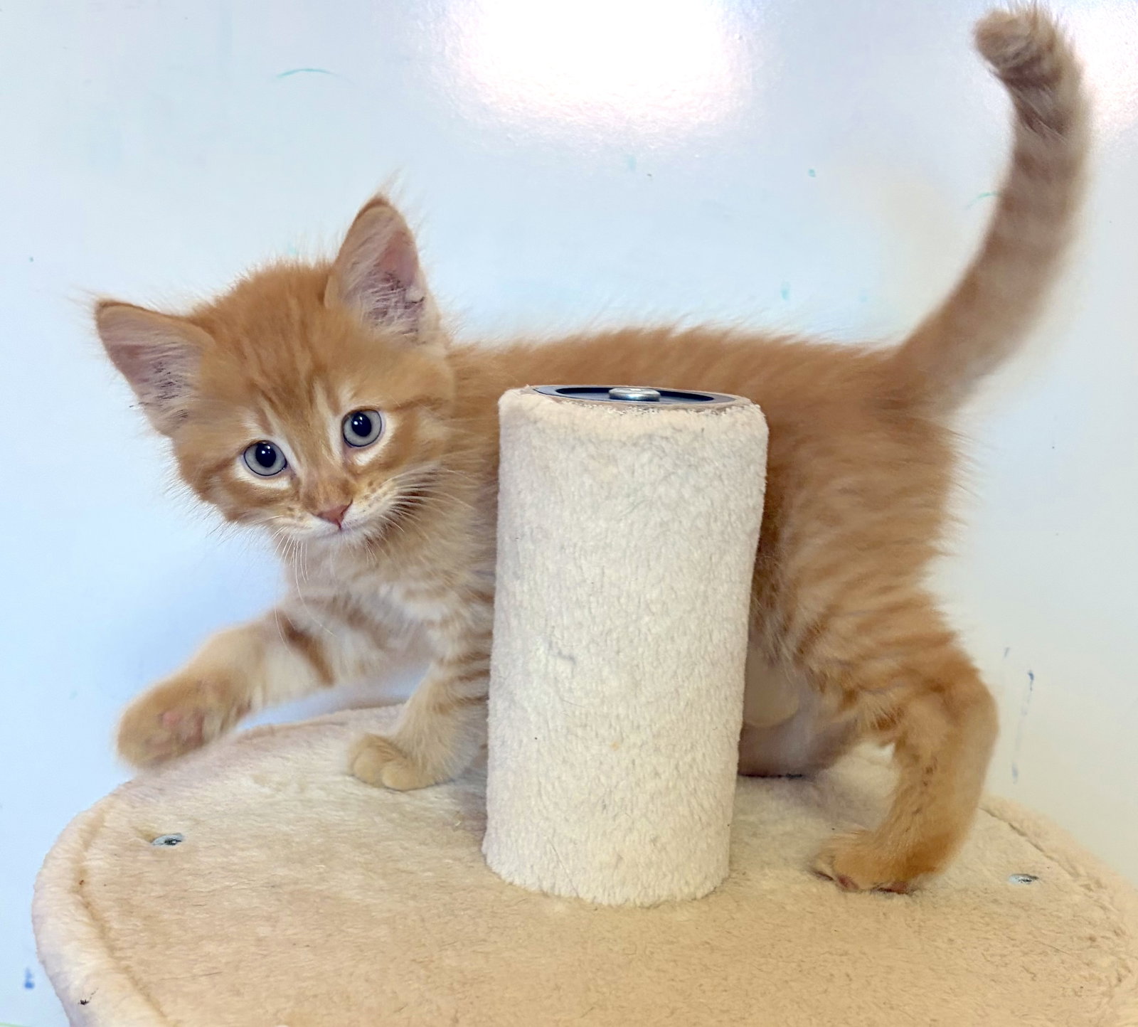 DANDY - Bonded with Sandy, photo 3