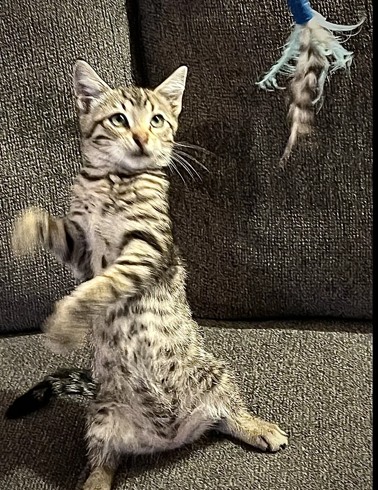 Walter - Domestic Short Hair