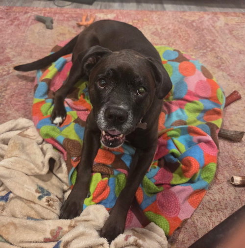 Millie, photo 3