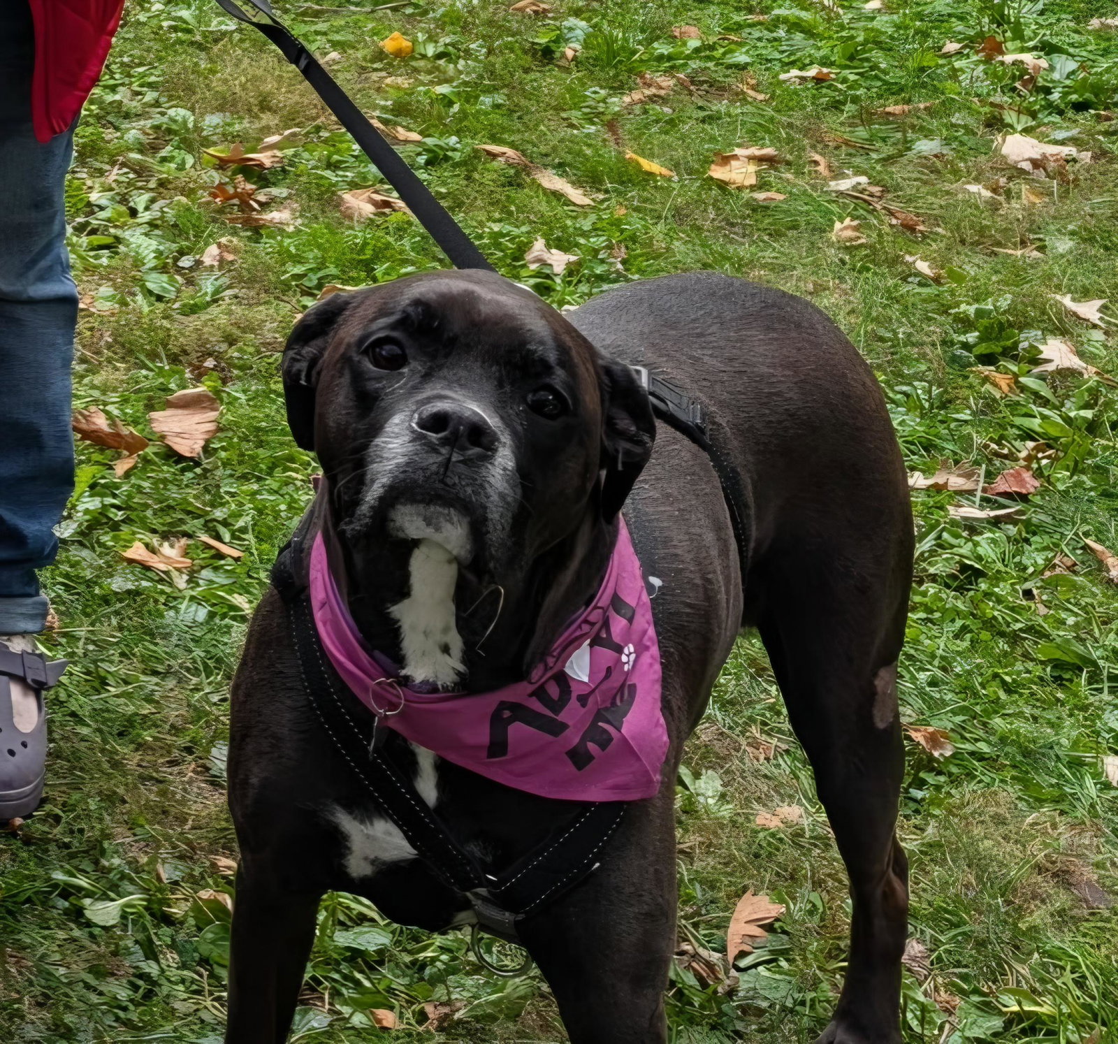 Millie, photo 3