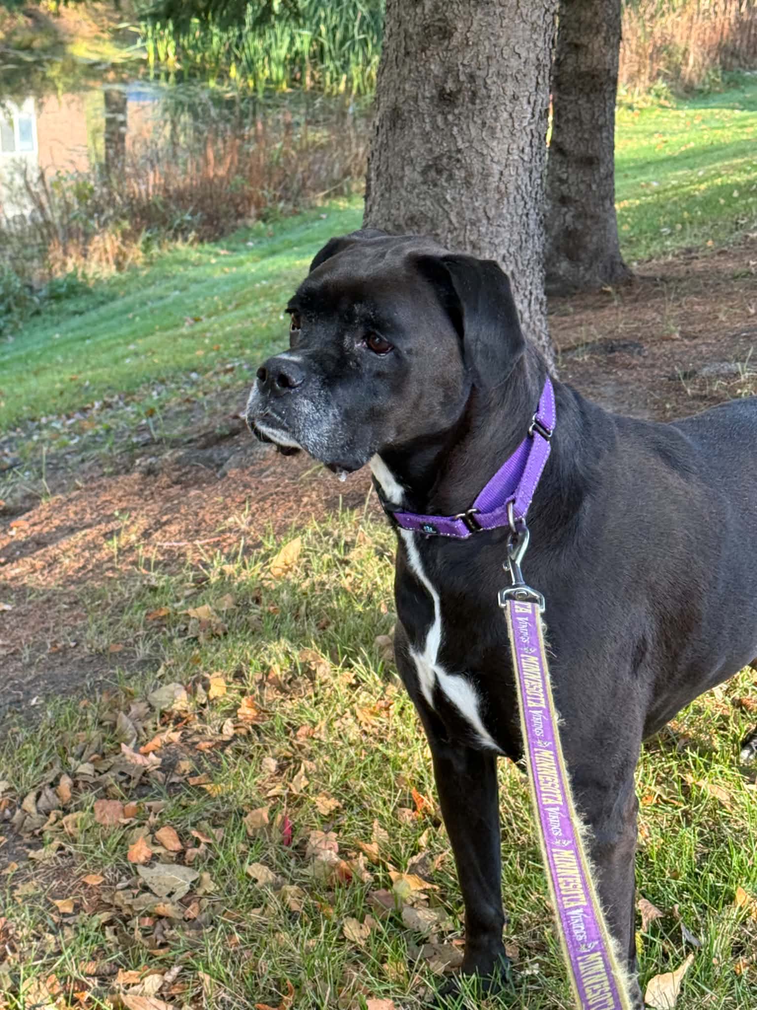 Millie, photo 2