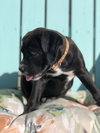 Millie, a Boxer / Labrador Retriever / Mixed (short coat)