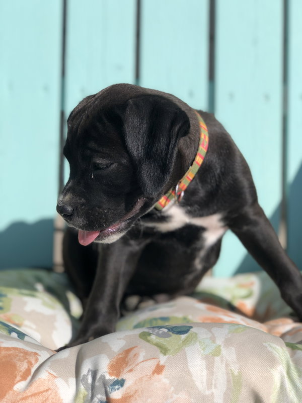 Millie
