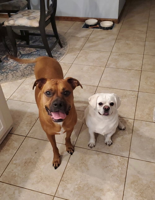Chase  *Bonded to Bruno* photo 5