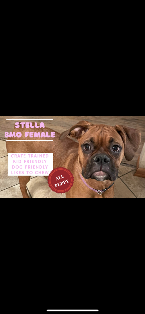 Stella *Adoption pending*