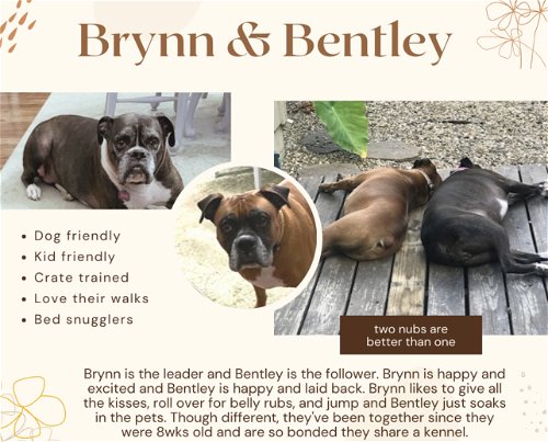 Brynn *Adoption Pending*