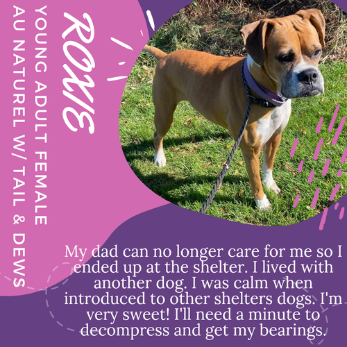 Roxie's Web Page Roxie's Web Page