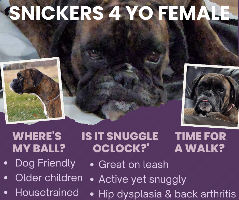Dog for Adoption Snickers, a Boxer in Hennepin County, MN Alpha Paw