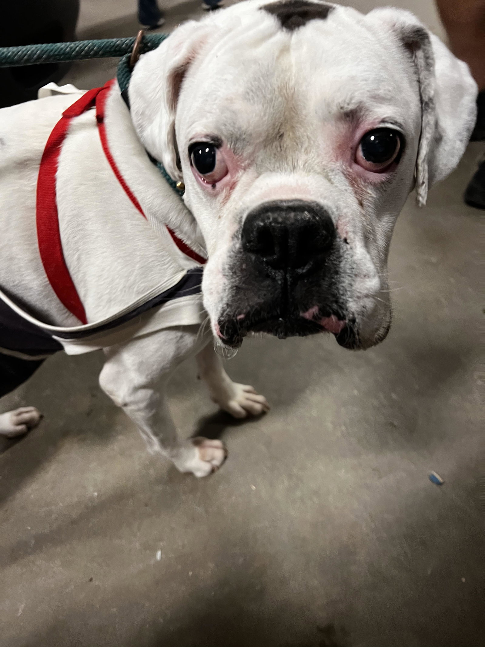 Dog for Adoption Oscar, a Boxer in Ham Lake, MN Alpha Paw