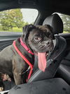 Bruce *Adoption Pending*