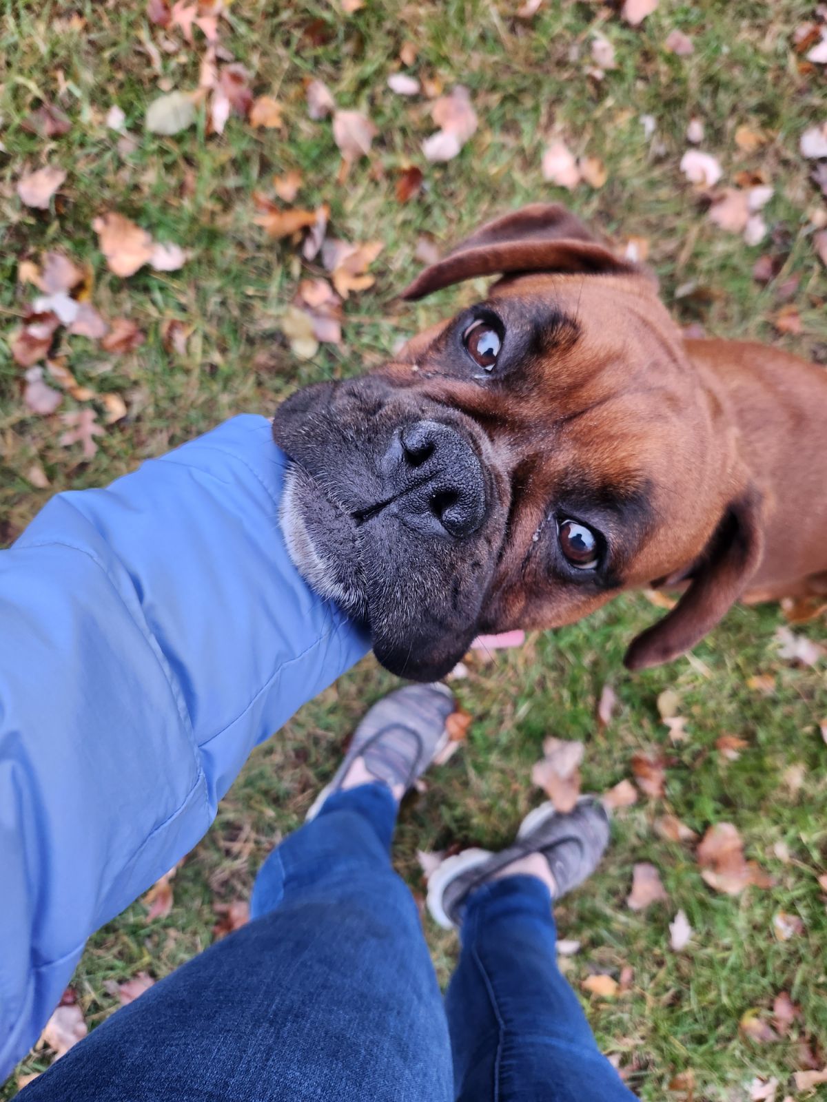 Dog for Adoption Reba, a Boxer in Shakopee, MN Alpha Paw