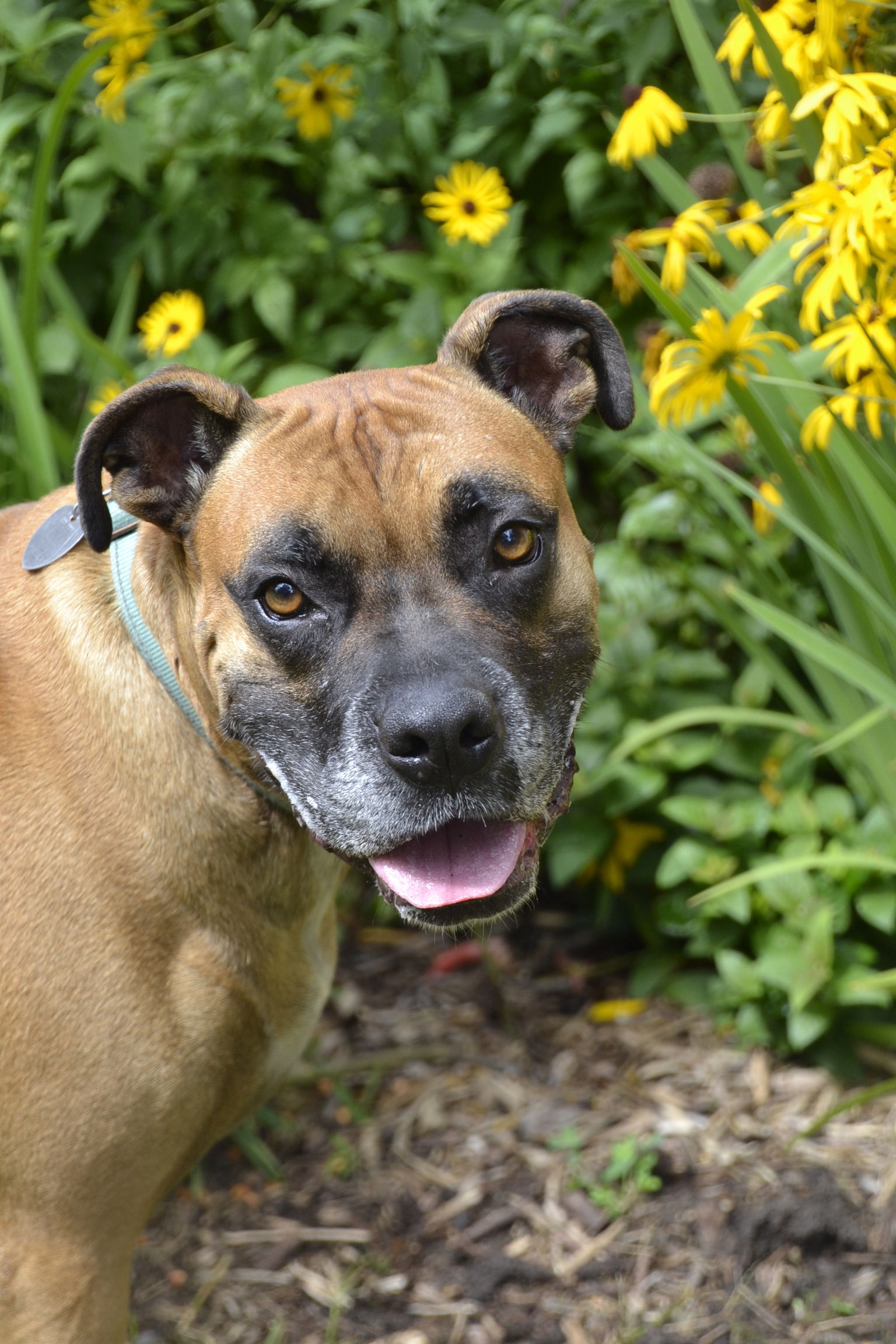 adoptable Dog in Saint Paul, MN named Zeke