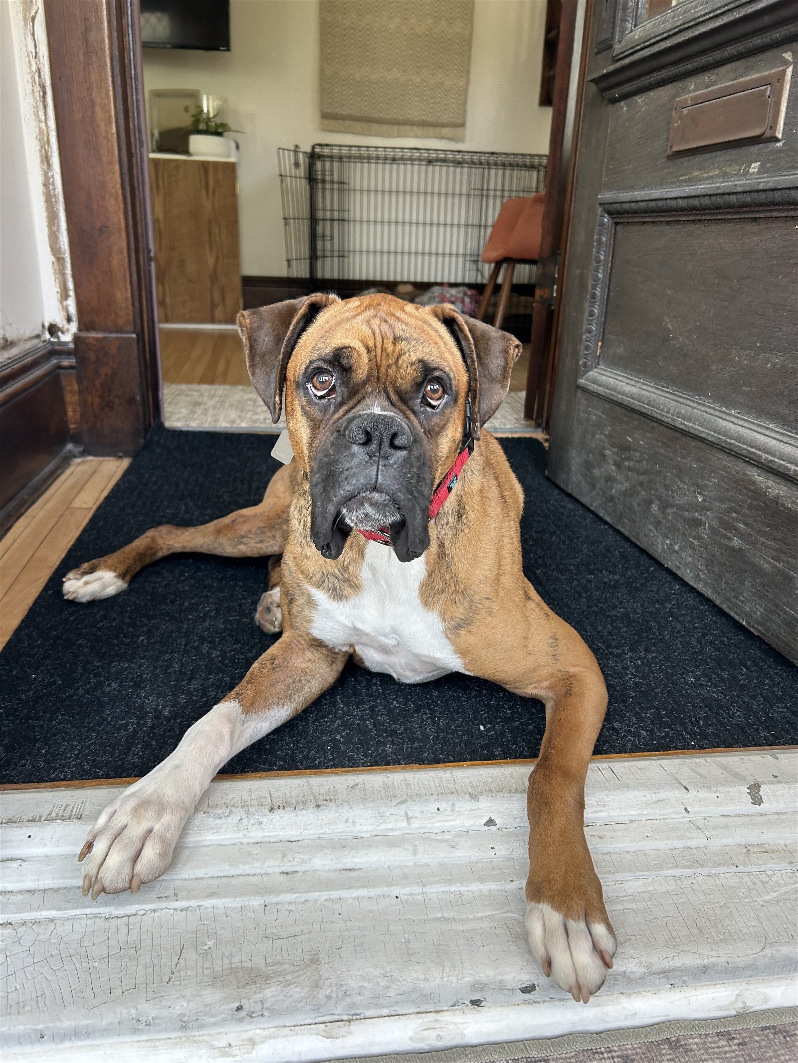 adoptable Dog in Saint Paul, MN named Skipper