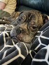 adoptable Dog in saint paul, mn, MN named Billy