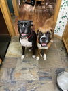 adoptable Dog in Saint Paul, MN named Mila *Bonded to Maverick*