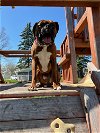 adoptable Dog in , MN named Lawrence *Foster Needed*