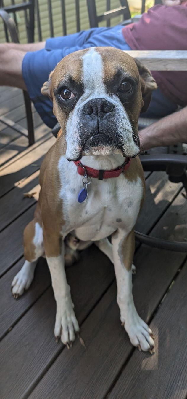 adoptable Dog in Saint Paul, MN named Sniffy