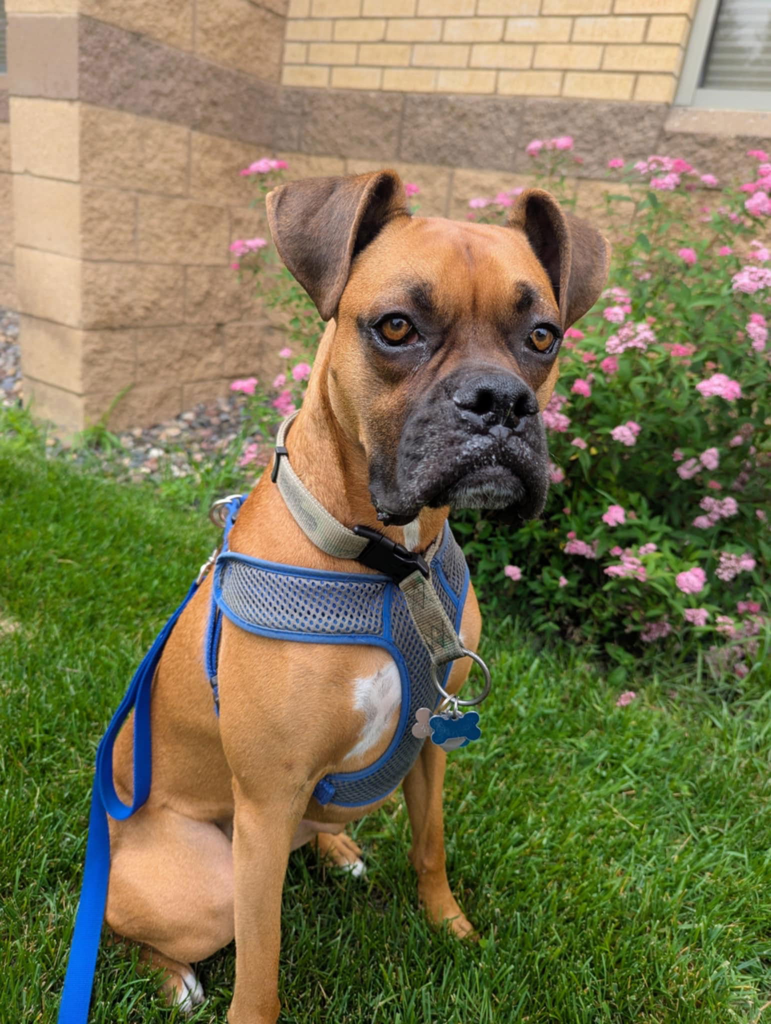 adoptable Dog in Saint Paul, MN named Falco