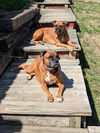 adoptable Dog in  named Daisy *Adoption Pending*
