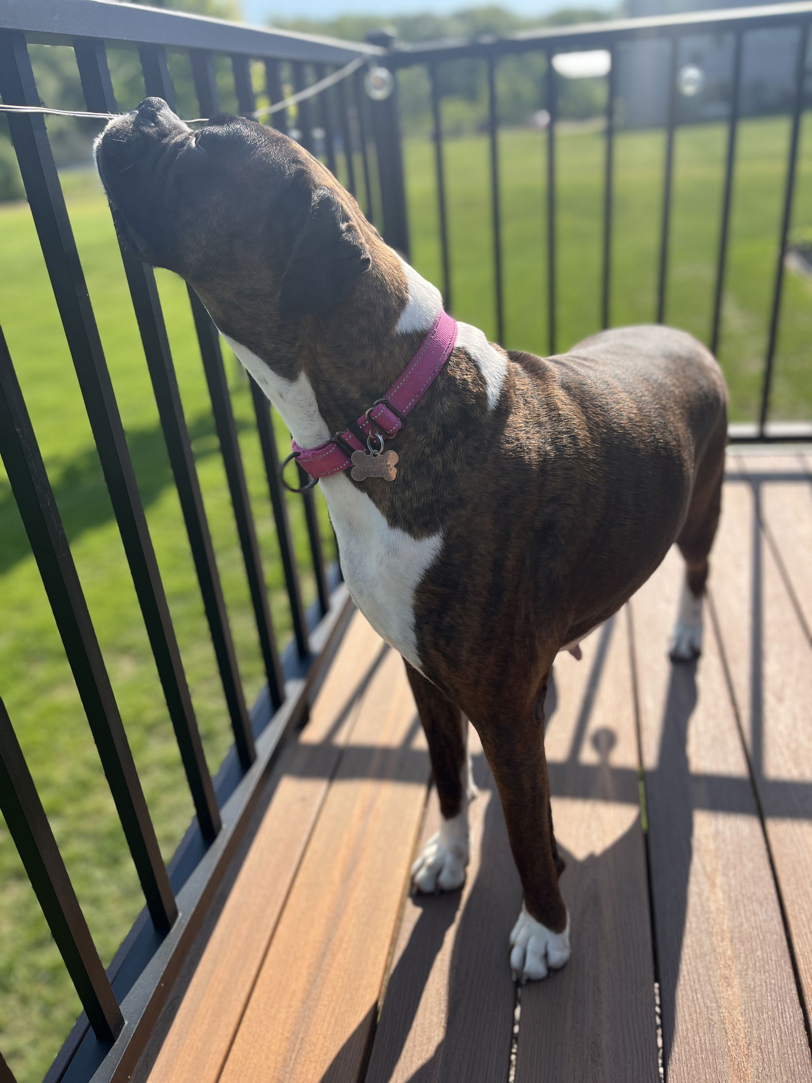 adoptable Dog in Saint Paul, MN named Myla