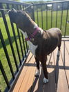 adoptable Dog in  named Myla