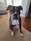 adoptable Dog in  named Sadie