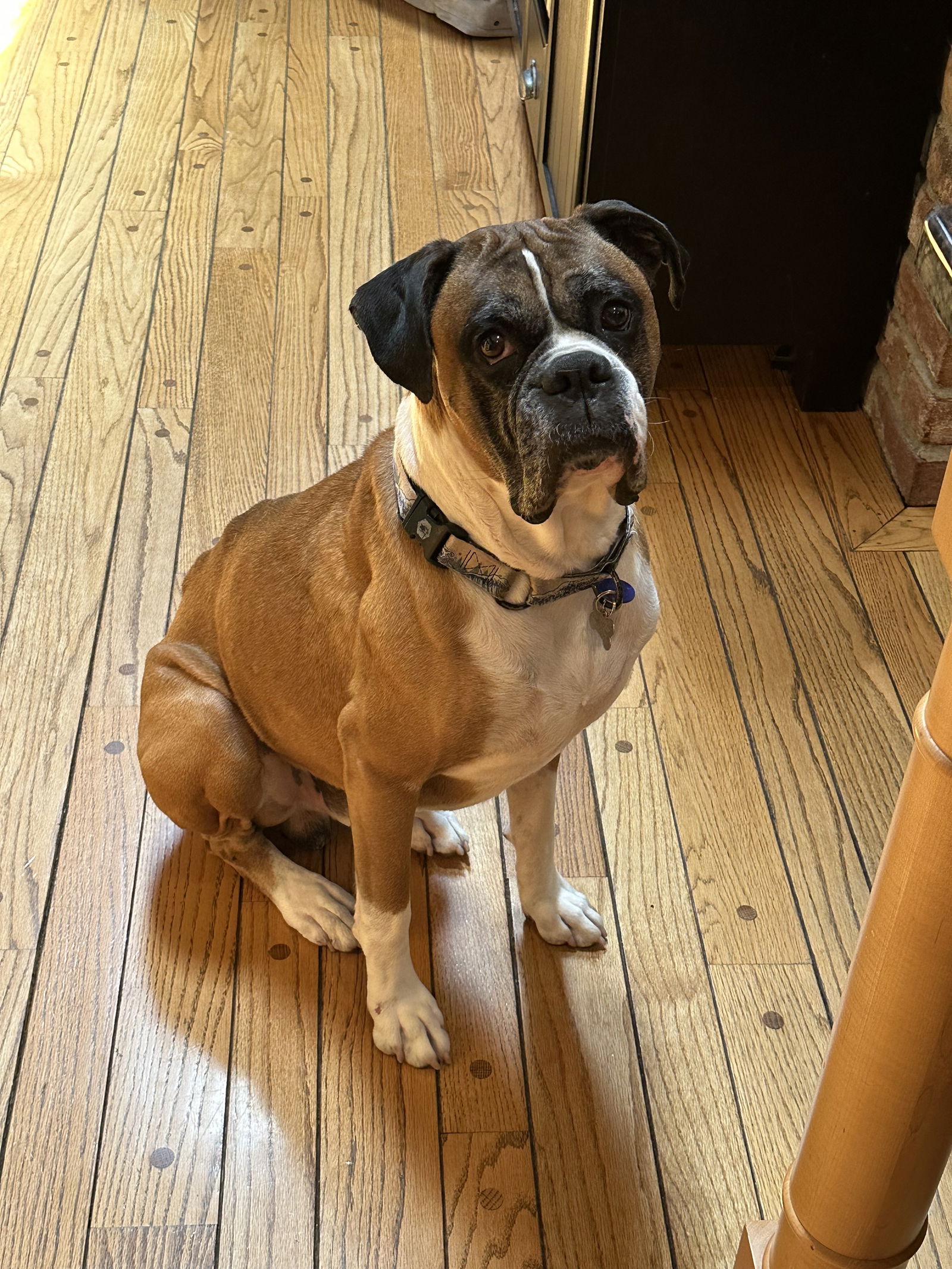 adoptable Dog in Saint Paul, MN named Zeke