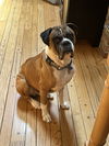 adoptable Dog in  named Zeke
