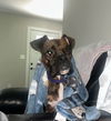 adoptable Dog in  named Pumpkin *In a Foster-to-Adopt Home *