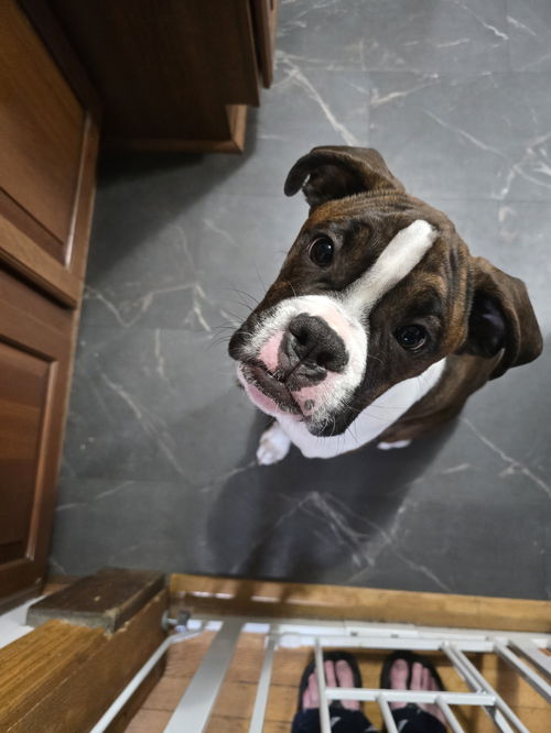 animal-image