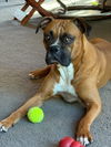 adoptable Dog in  named Oti *In a Foster-to-Adopt Home *