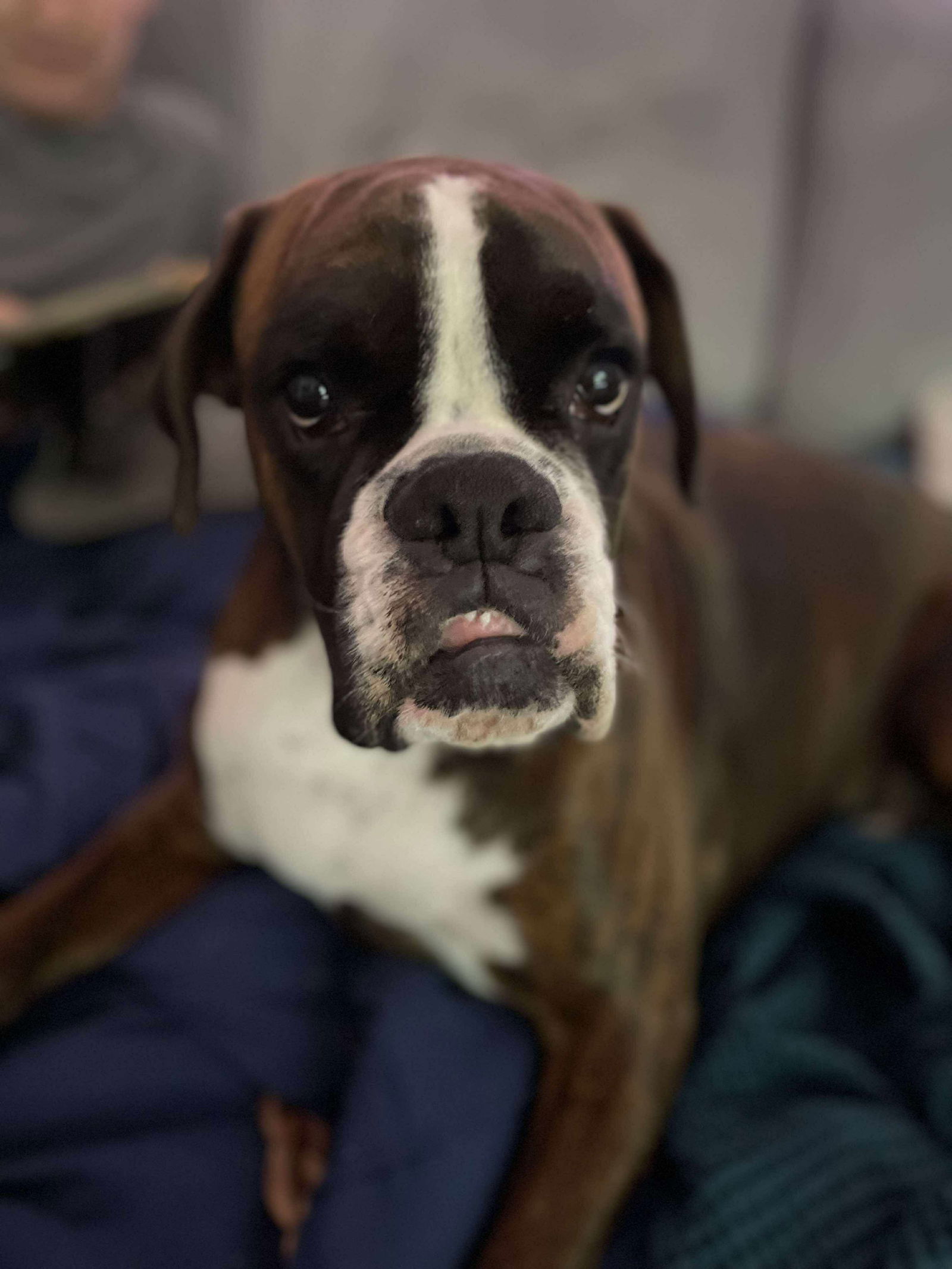 adoptable Dog in Saint Paul, MN named Arthur *NEEDS FOSTER*