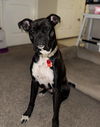 adoptable Dog in  named Kolt  *In a Foster-to-Adopt Home *
