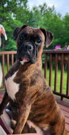 adoptable Dog in  named Lulu